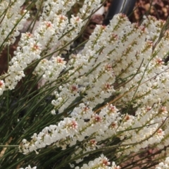 Stackhousia monogyna at Toodyay, WA - 22 Sep 2022