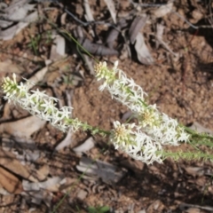 Stackhousia monogyna at Toodyay, WA - suppressed