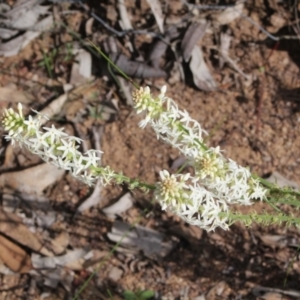 Stackhousia monogyna at Toodyay, WA - 22 Sep 2022