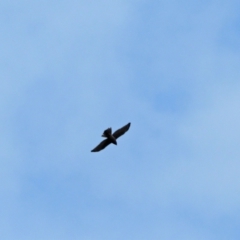 Tachyspiza fasciata (Brown Goshawk) at Molonglo Valley, ACT - 23 Sep 2022 by wombey