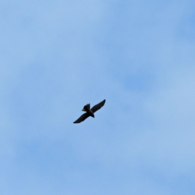 Tachyspiza fasciata (Brown Goshawk) at Molonglo Valley, ACT - 23 Sep 2022 by wombey
