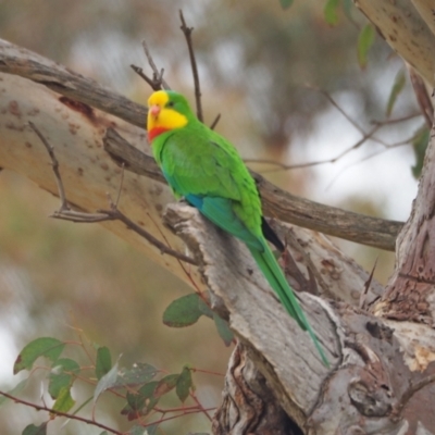 Polytelis swainsonii (Superb Parrot) at Molonglo River Reserve - 23 Sep 2022 by wombey