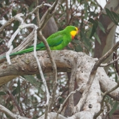 Polytelis swainsonii at Molonglo Valley, ACT - 23 Sep 2022