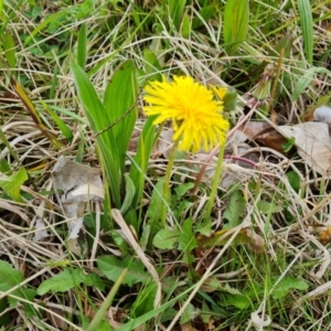 Taraxacum sect. Taraxacum at Phillip, ACT - 23 Sep 2022