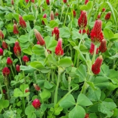 Trifolium incarnatum (Crimson Clover) at Phillip, ACT - 23 Sep 2022 by Mike