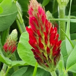 Trifolium incarnatum at Phillip, ACT - 23 Sep 2022 11:48 AM