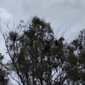 Callocephalon fimbriatum at Kenny, ACT - suppressed