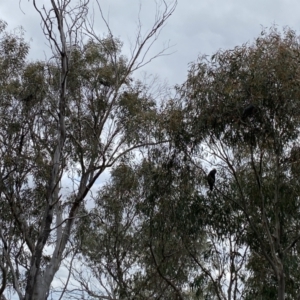 Callocephalon fimbriatum at Kenny, ACT - suppressed