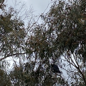 Callocephalon fimbriatum at Kenny, ACT - suppressed