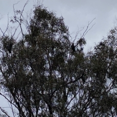 Callocephalon fimbriatum at Kenny, ACT - suppressed