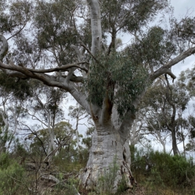 Eucalyptus rossii (Inland Scribbly Gum) at Mount Majura - 23 Sep 2022 by simonstratford