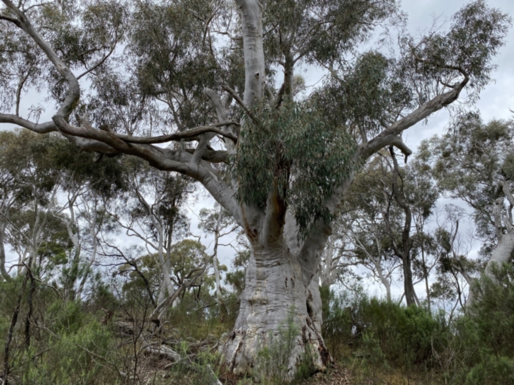 Eucalyptus rossii at Watson, ACT - 23 Sep 2022