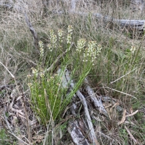 Stackhousia monogyna at Watson, ACT - 23 Sep 2022 11:23 AM