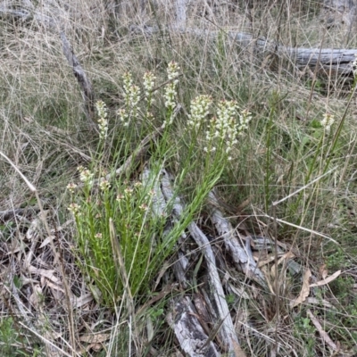 Stackhousia monogyna (Creamy Candles) at Mount Majura - 23 Sep 2022 by simonstratford