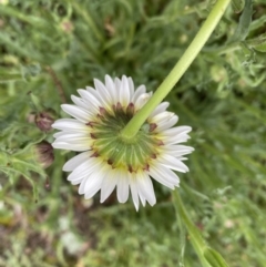 Brachyscome diversifolia var. diversifolia (Large-headed Daisy) at Watson, ACT - 23 Sep 2022 by simonstratford