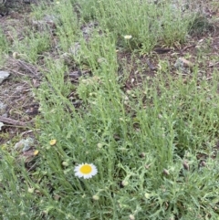 Brachyscome diversifolia var. diversifolia at Watson, ACT - 23 Sep 2022