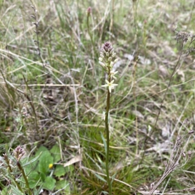 Stackhousia monogyna (Creamy Candles) at Mount Majura - 23 Sep 2022 by simonstratford