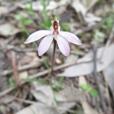 Caladenia fuscata (Dusky Fingers) at Bonner, ACT - 22 Sep 2022 by Christine