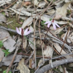 Caladenia fuscata at Bonner, ACT - 22 Sep 2022