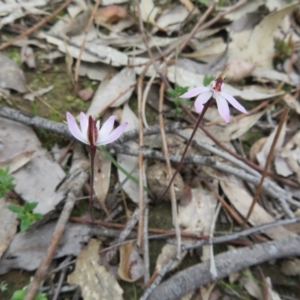 Caladenia fuscata at Bonner, ACT - 22 Sep 2022