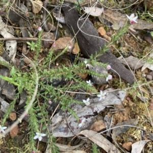 Rhytidosporum procumbens at Acton, ACT - 23 Sep 2022