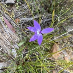 Glossodia major (Wax Lip Orchid) at Acton, ACT - 22 Sep 2022 by Jenny54