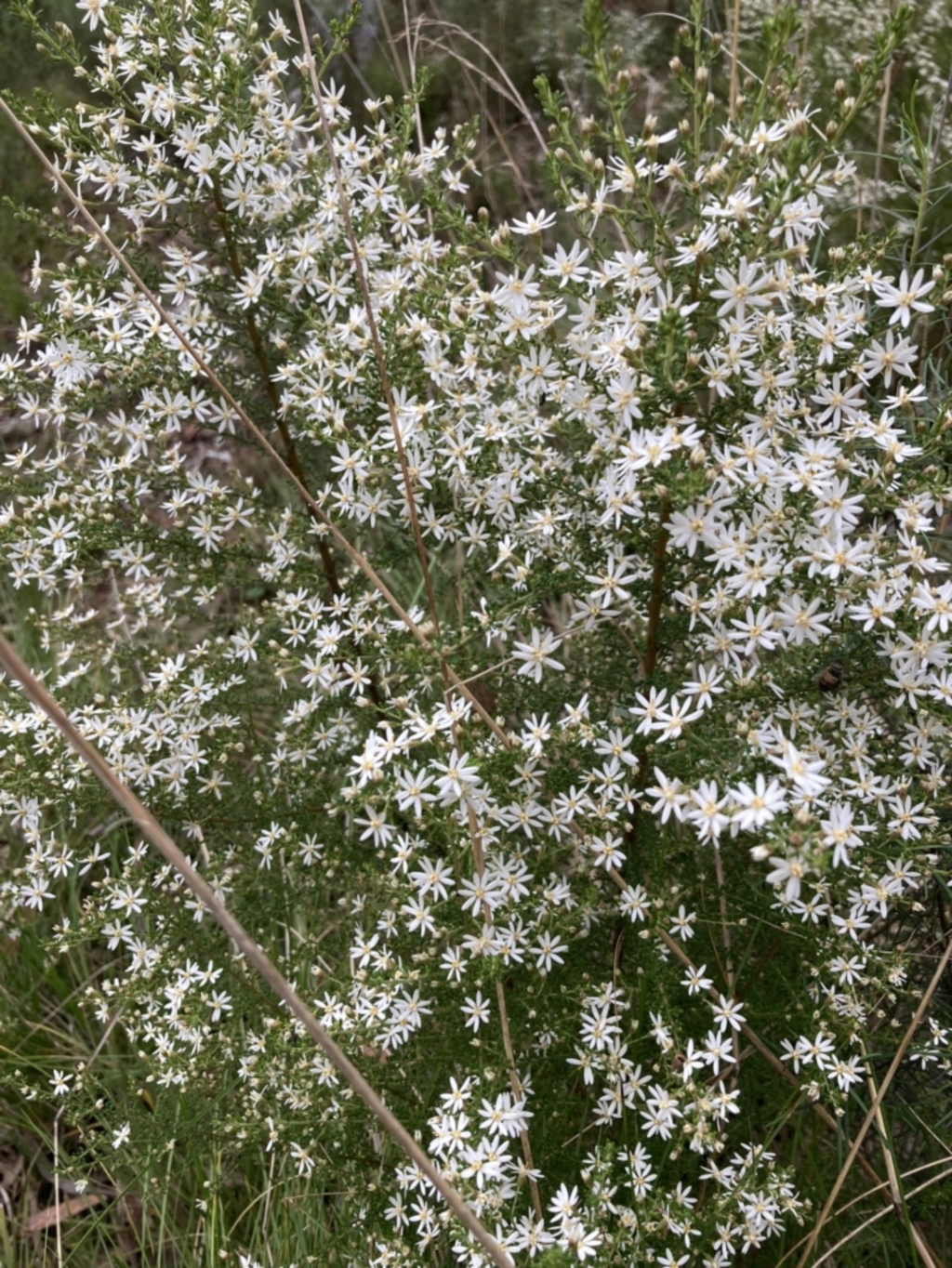 Olearia microphylla at Acton, ACT - 23 Sep 2022