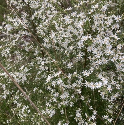 Olearia microphylla (Olearia) at Black Mountain - 22 Sep 2022 by Jenny54