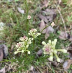 Stackhousia monogyna (Creamy Candles) at Bruce, ACT - 23 Sep 2022 by Jenny54