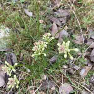 Stackhousia monogyna at Bruce, ACT - 23 Sep 2022