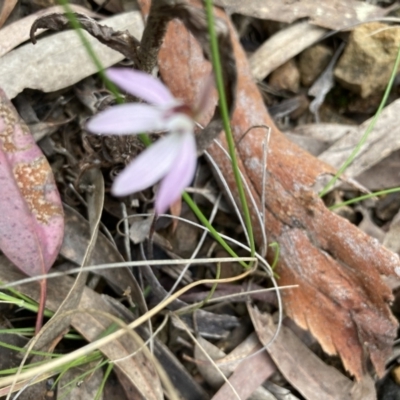 Caladenia fuscata (Dusky Fingers) at O'Connor, ACT - 23 Sep 2022 by Jenny54