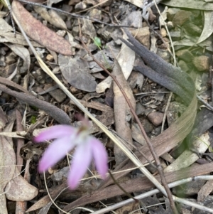 Caladenia fuscata at O'Connor, ACT - suppressed