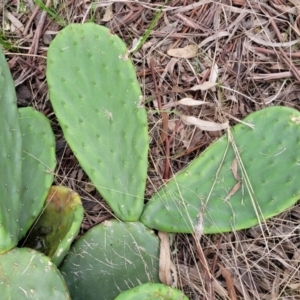 Opuntia stricta at Lyneham, ACT - 23 Sep 2022