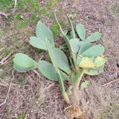 Opuntia stricta at Lyneham, ACT - 23 Sep 2022