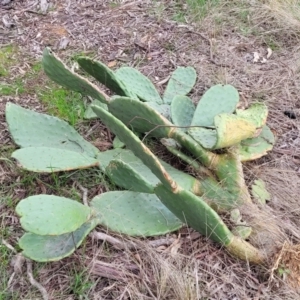 Opuntia stricta at Lyneham, ACT - 23 Sep 2022