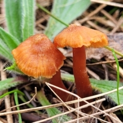 Laccaria sp. (Laccaria) at Crace Grasslands - 23 Sep 2022 by trevorpreston