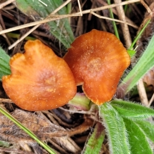 Laccaria sp. at Lyneham, ACT - 23 Sep 2022