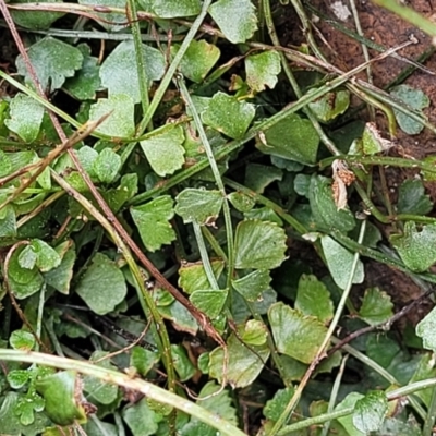 Asplenium flabellifolium (Necklace Fern) at Crace Grasslands - 23 Sep 2022 by trevorpreston