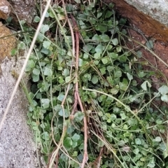 Asplenium flabellifolium at Lyneham, ACT - 23 Sep 2022