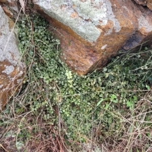 Asplenium flabellifolium at Lyneham, ACT - 23 Sep 2022