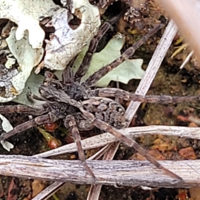 Venatrix sp. (genus) (Unidentified Venatrix wolf spider) at Lyneham, ACT - 23 Sep 2022 by trevorpreston