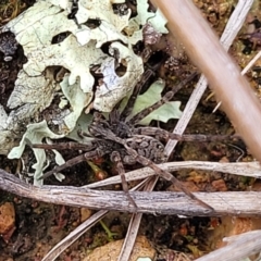 Venatrix sp. (genus) at Lyneham, ACT - 23 Sep 2022 11:59 AM