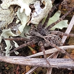 Venatrix sp. (genus) at Lyneham, ACT - 23 Sep 2022 11:59 AM