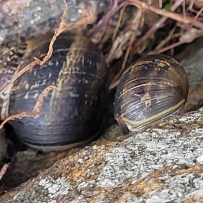 Cornu aspersum (Common Garden Snail) at Crace Grasslands - 23 Sep 2022 by trevorpreston