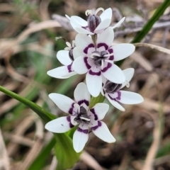 Wurmbea dioica subsp. dioica (Early Nancy) at Crace Grasslands - 23 Sep 2022 by trevorpreston