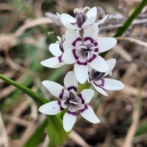 Wurmbea dioica subsp. dioica at Lyneham, ACT - 23 Sep 2022 11:52 AM