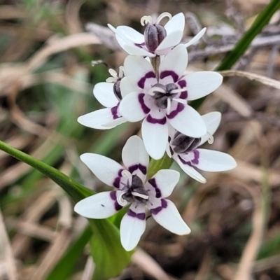 Wurmbea dioica subsp. dioica (Early Nancy) at Crace Grasslands - 23 Sep 2022 by trevorpreston