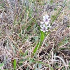 Wurmbea dioica subsp. dioica at Lyneham, ACT - 23 Sep 2022 11:52 AM