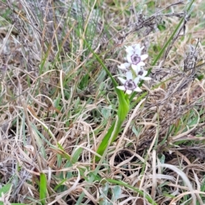 Wurmbea dioica subsp. dioica at Lyneham, ACT - 23 Sep 2022 11:52 AM