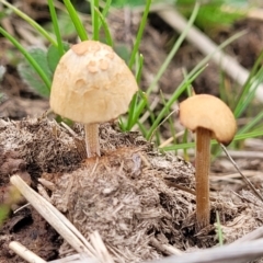 zz agaric (stem; gills not white/cream) at Lyneham, ACT - 23 Sep 2022 by trevorpreston